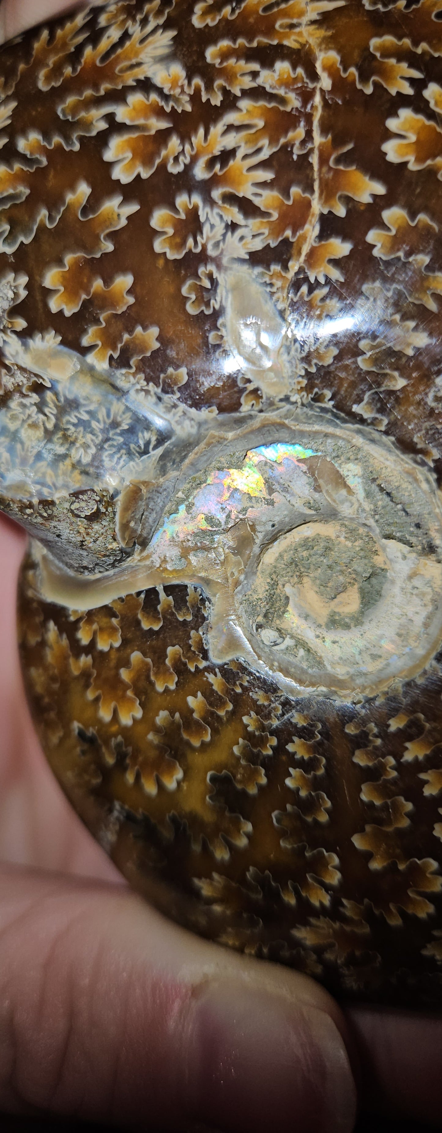 Ammonite Fossil