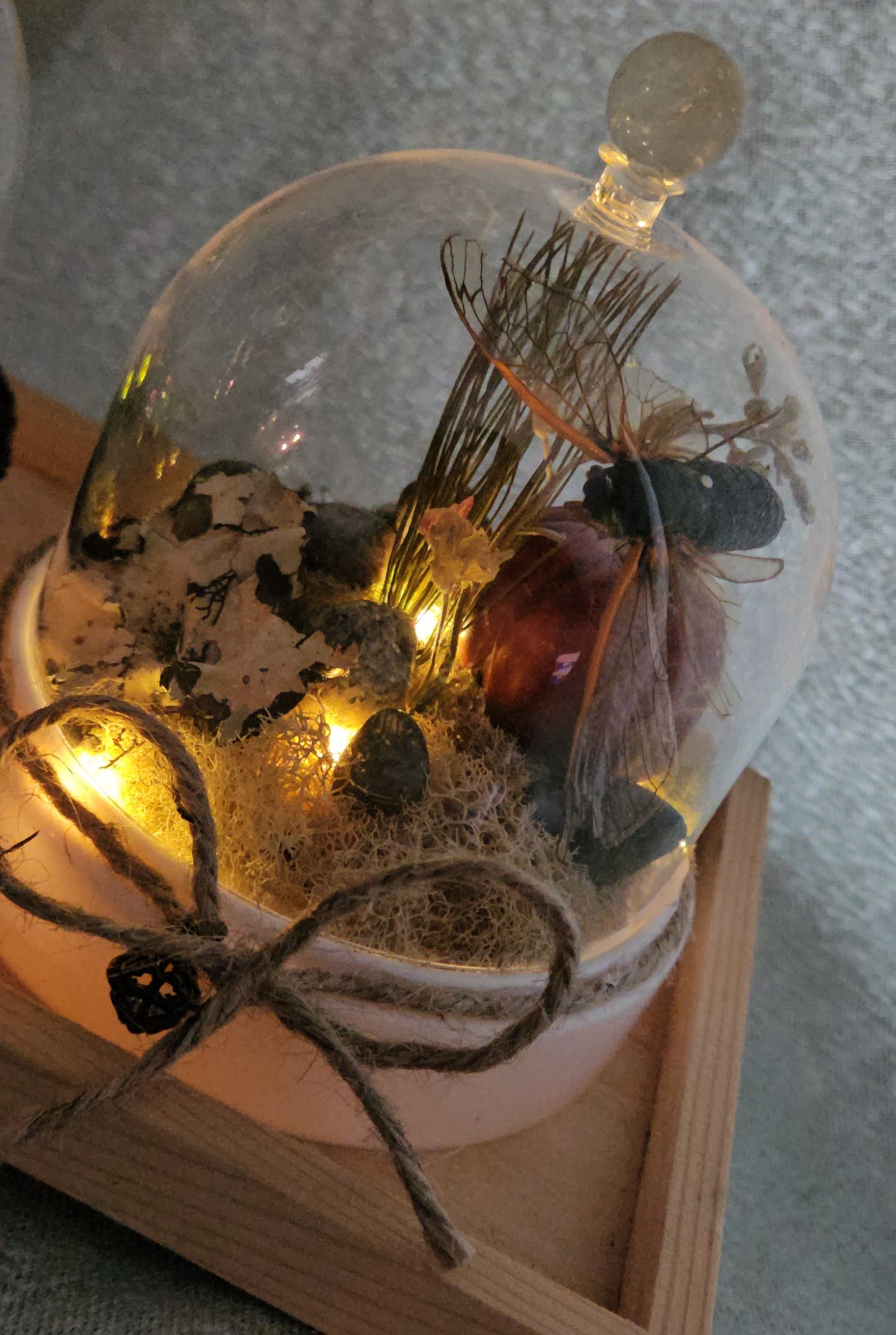 Cicada Fairy light Dome ( Pumpkin Patch)