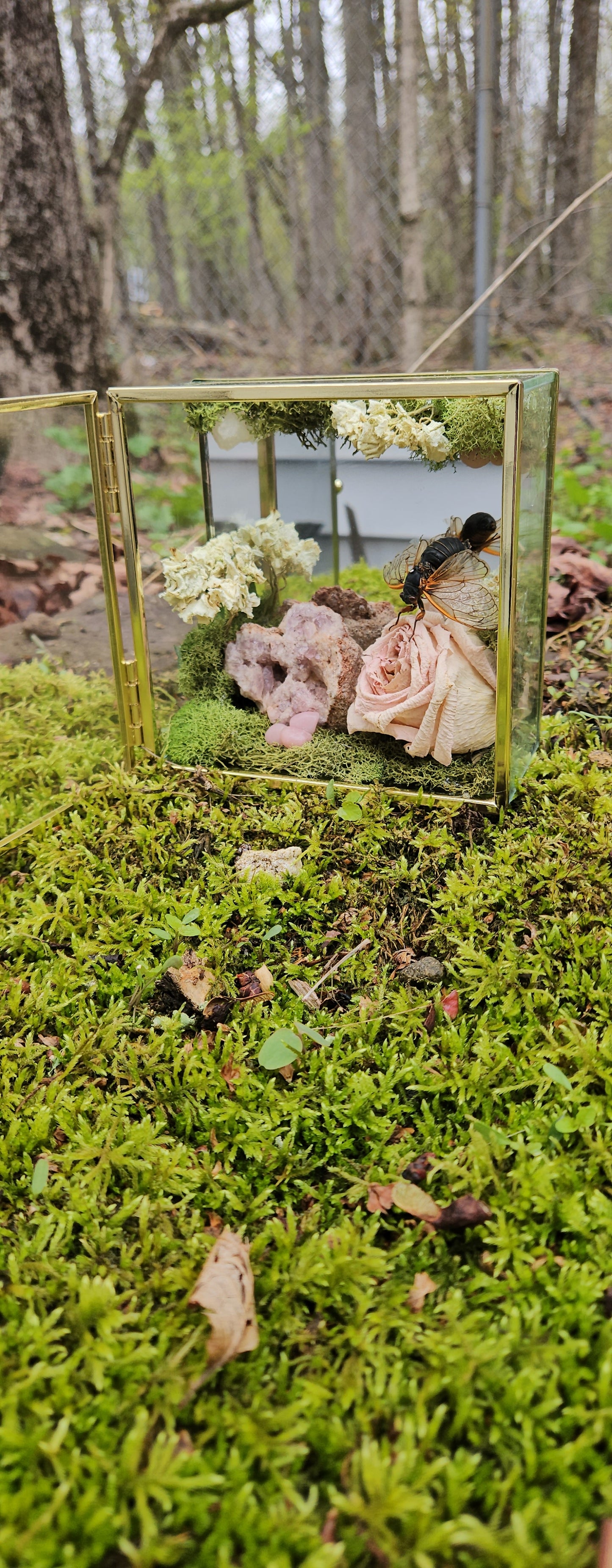 The Love of Nature (Cicada)