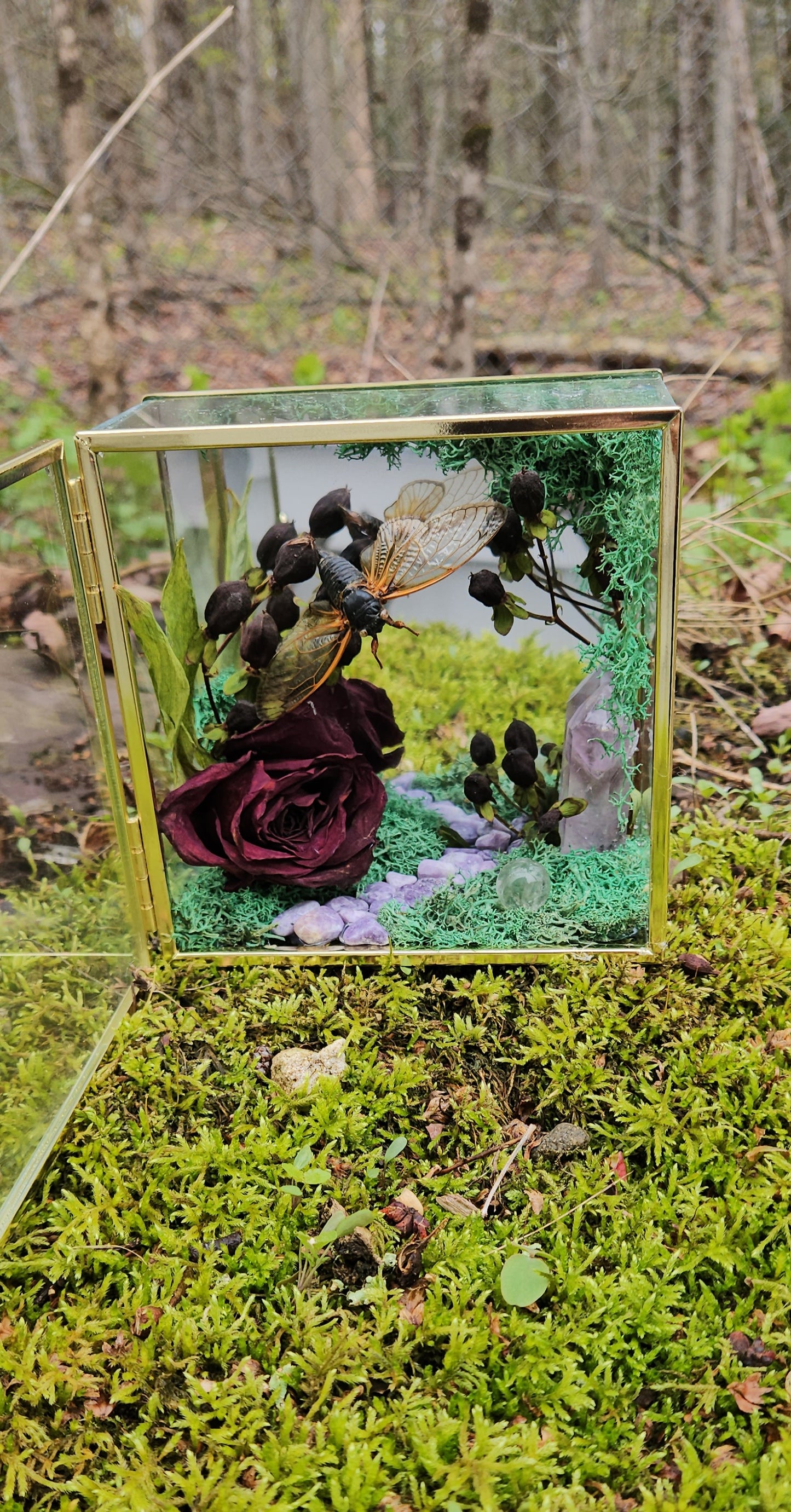 Whimsical Forest (Cicada)