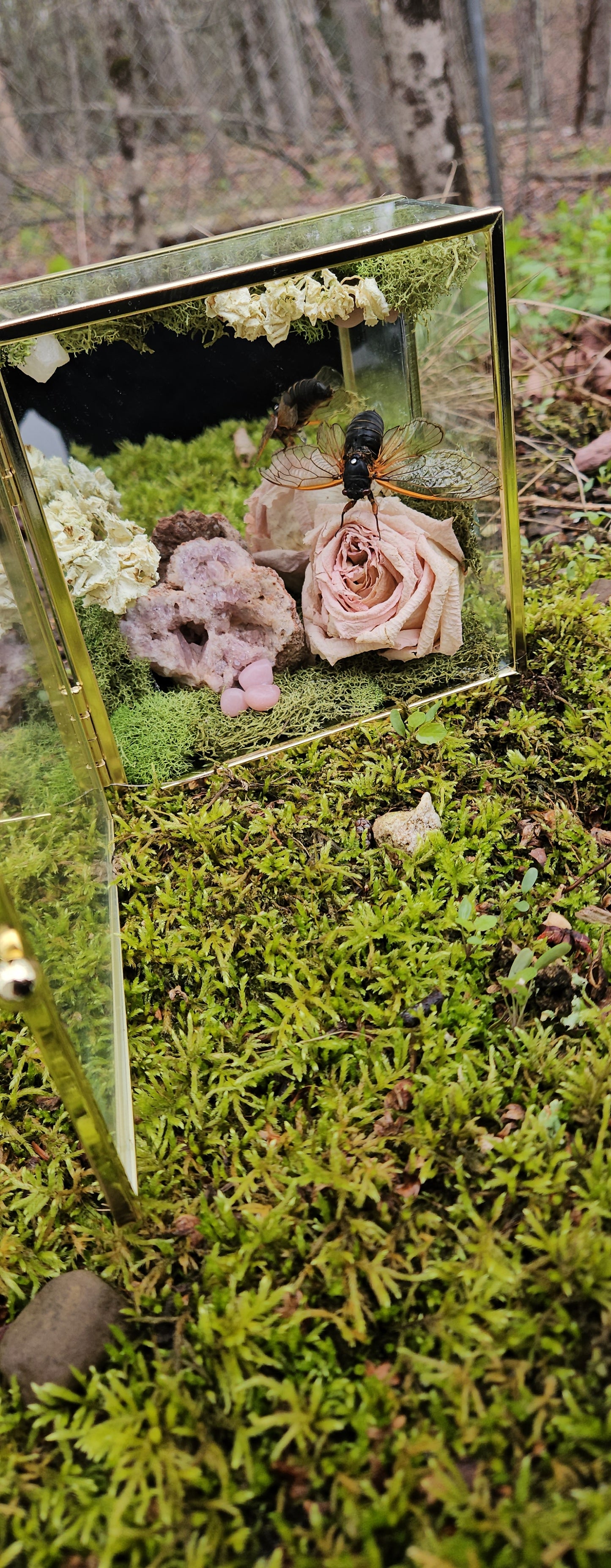 The Love of Nature (Cicada)