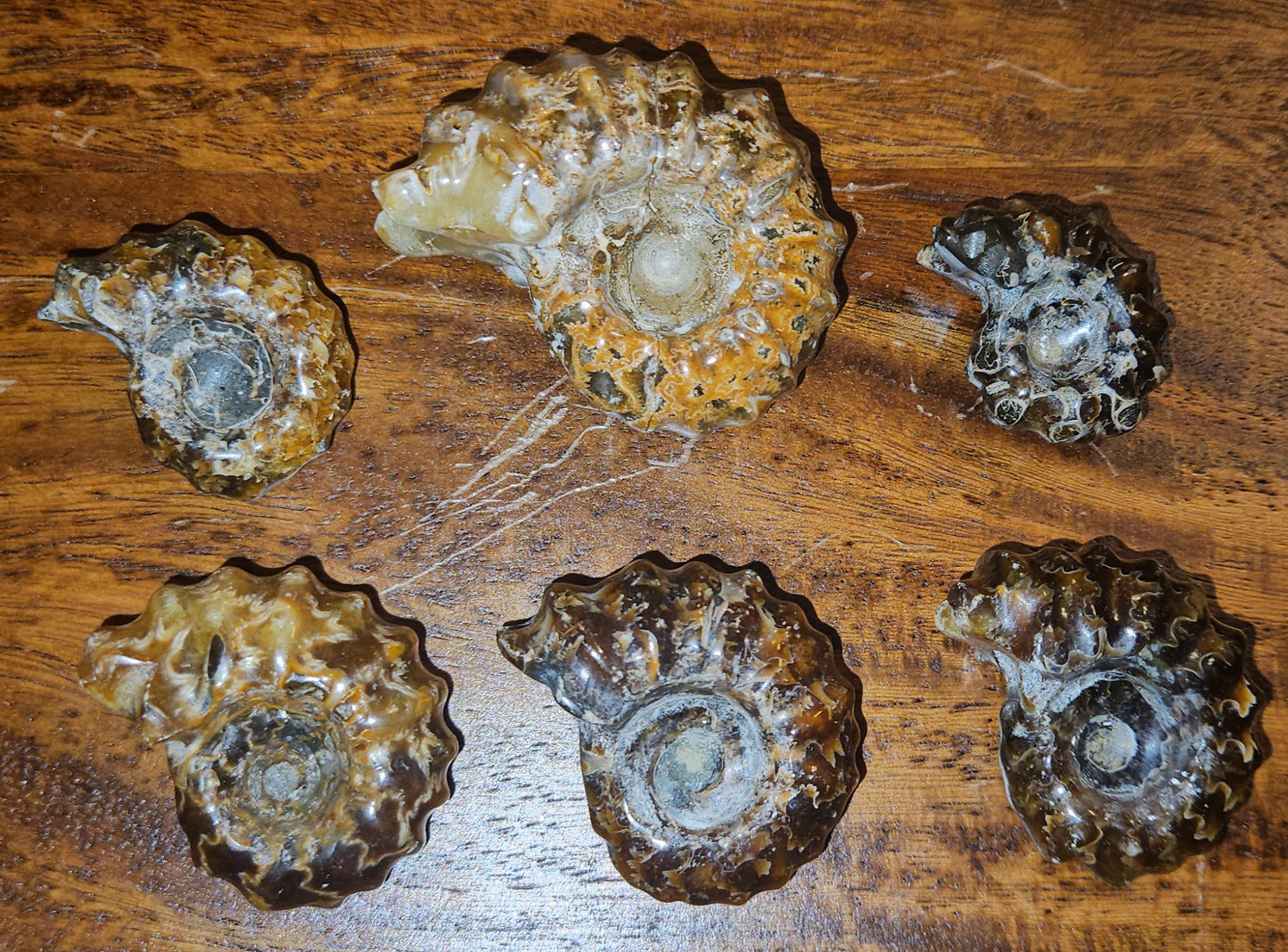 Ammonite Fossils (UV Reactive)