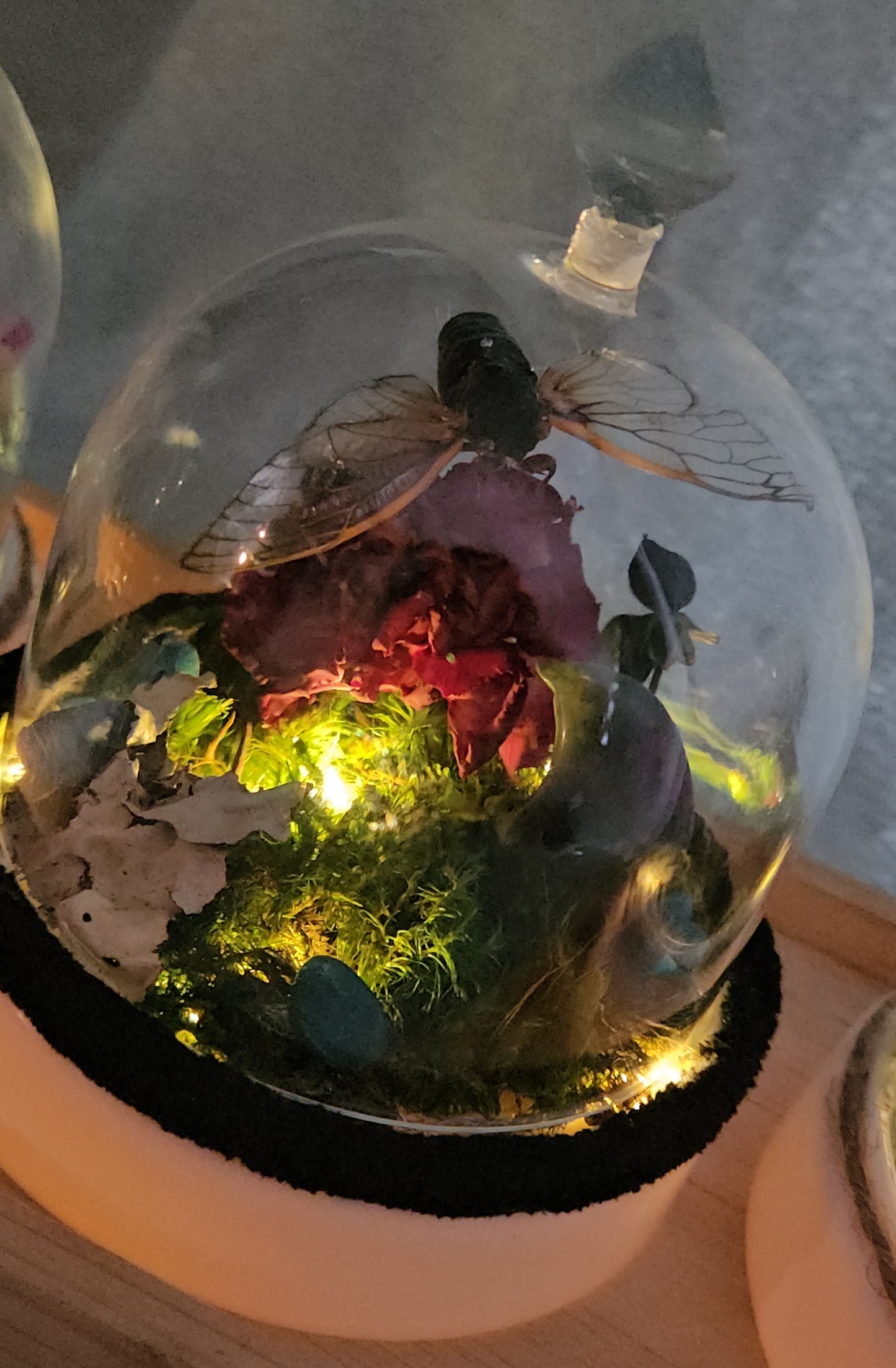 Cicada Fairy light Dome (Ostara)