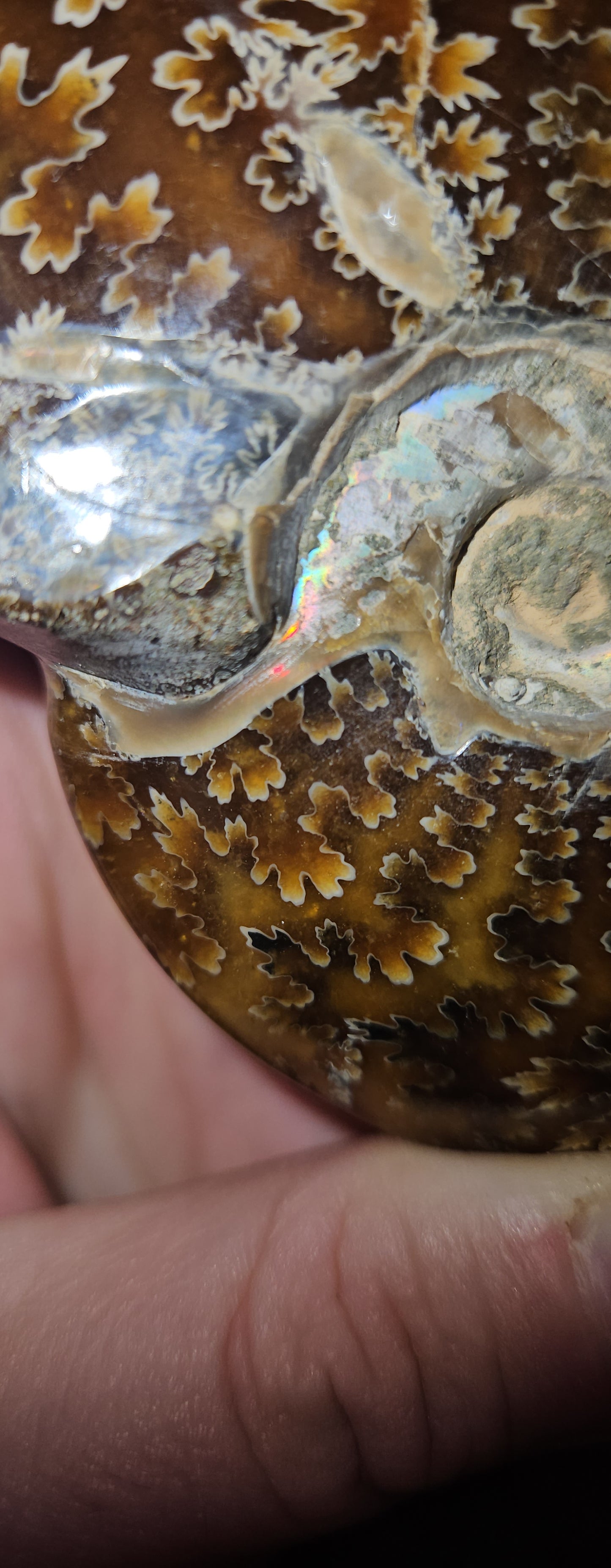 Ammonite Fossil