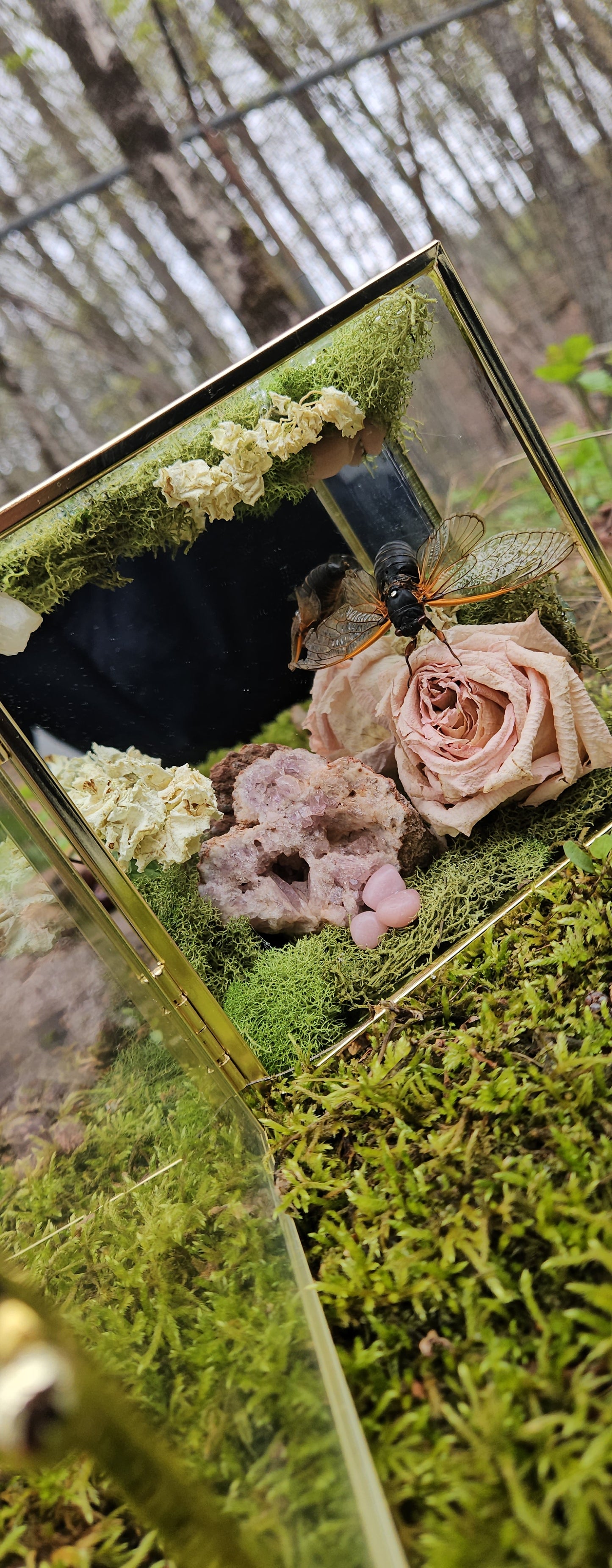 The Love of Nature (Cicada)