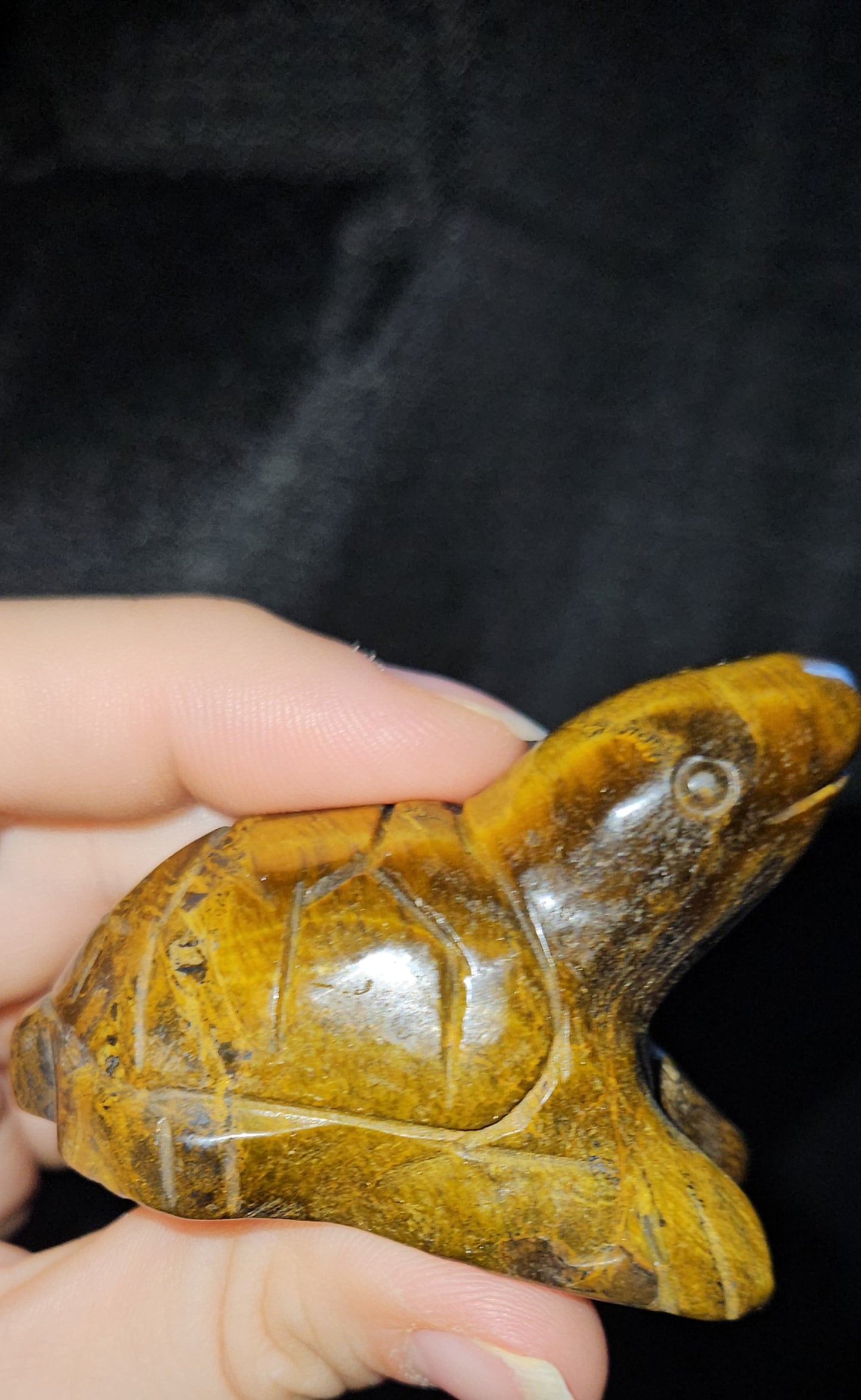 Tigers Eye Turtle