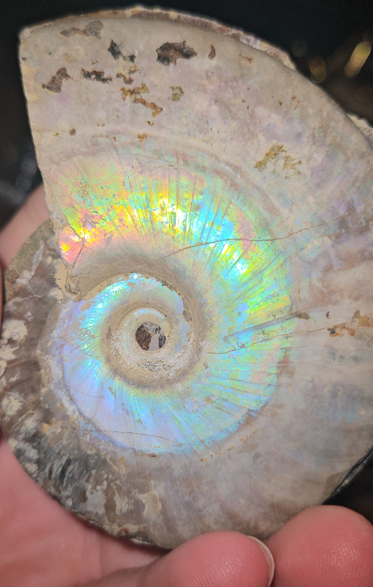 Flashy Rainbow Druzy Ammonite fossil Pair