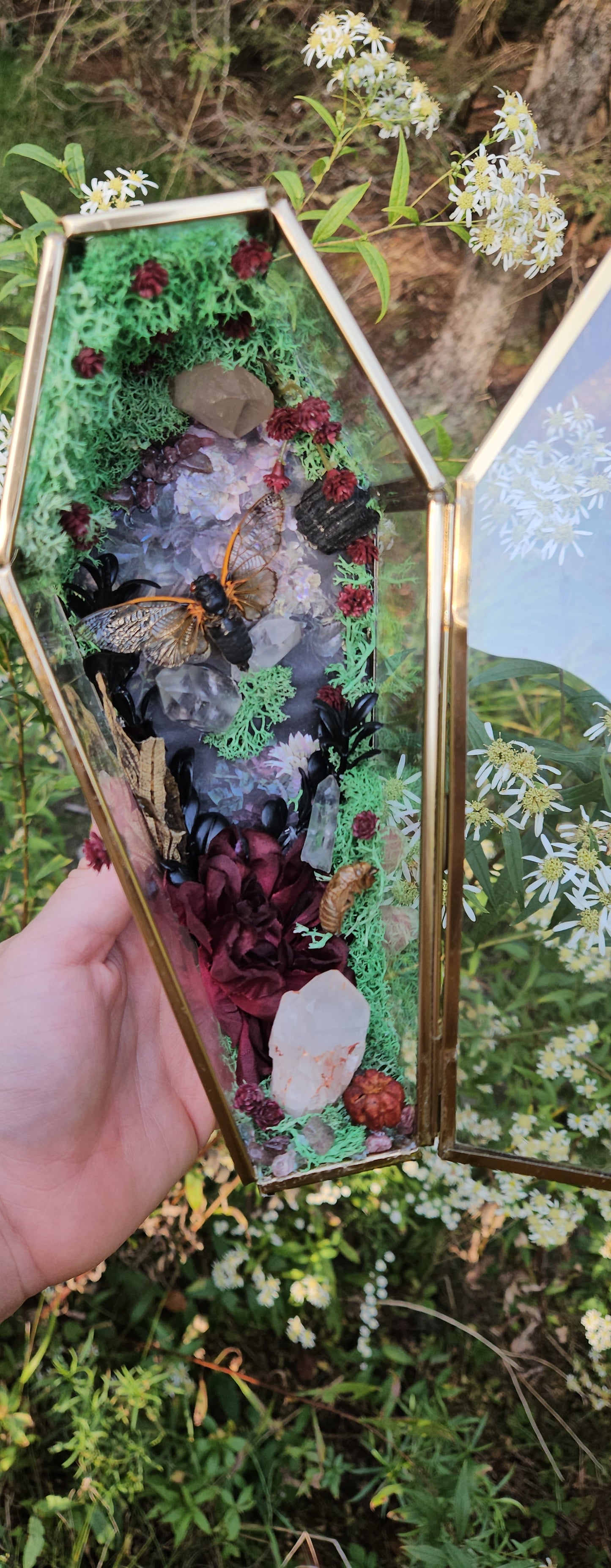 Cicada Coffin Terrarium