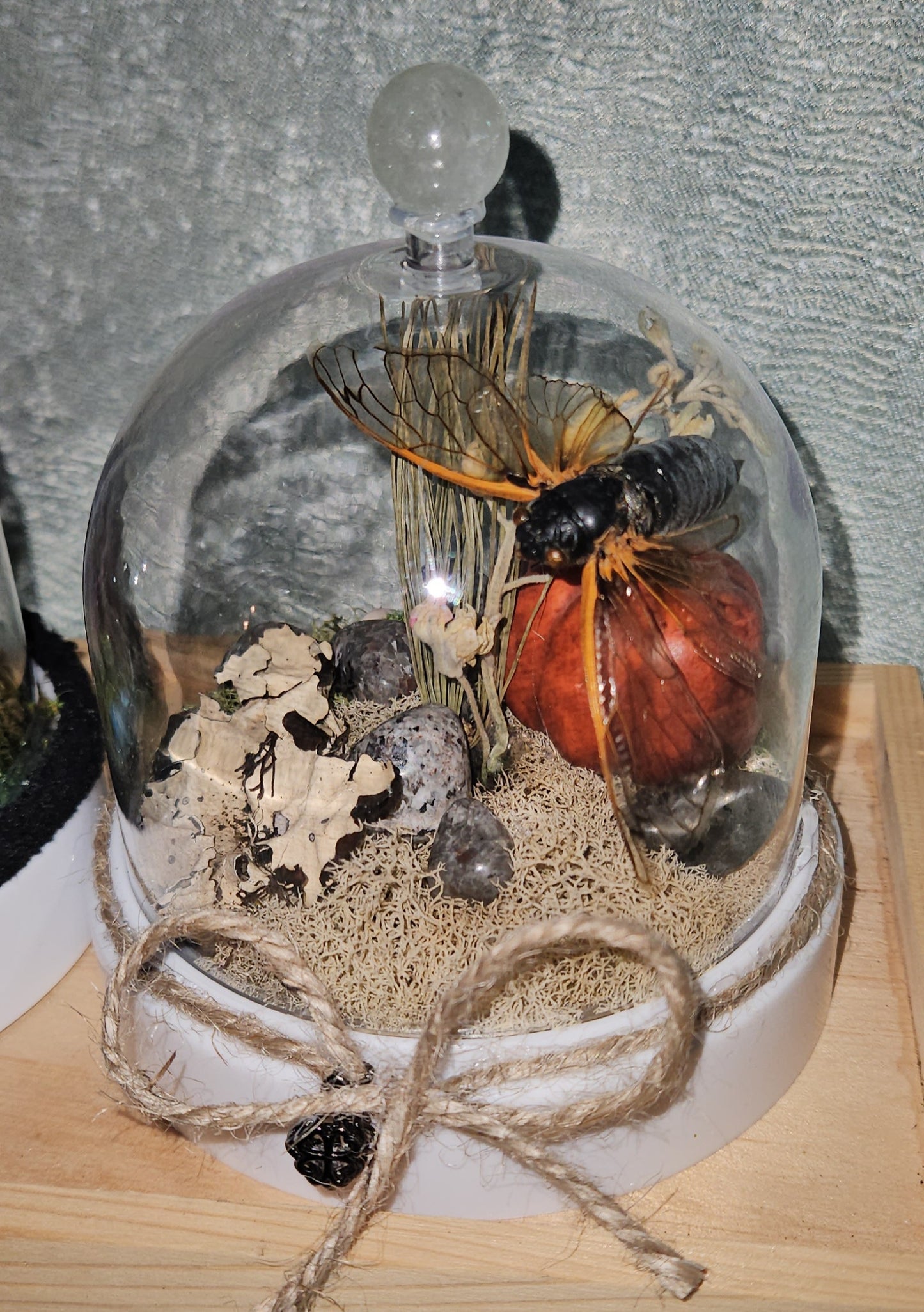 Cicada Fairy light Dome ( Pumpkin Patch)