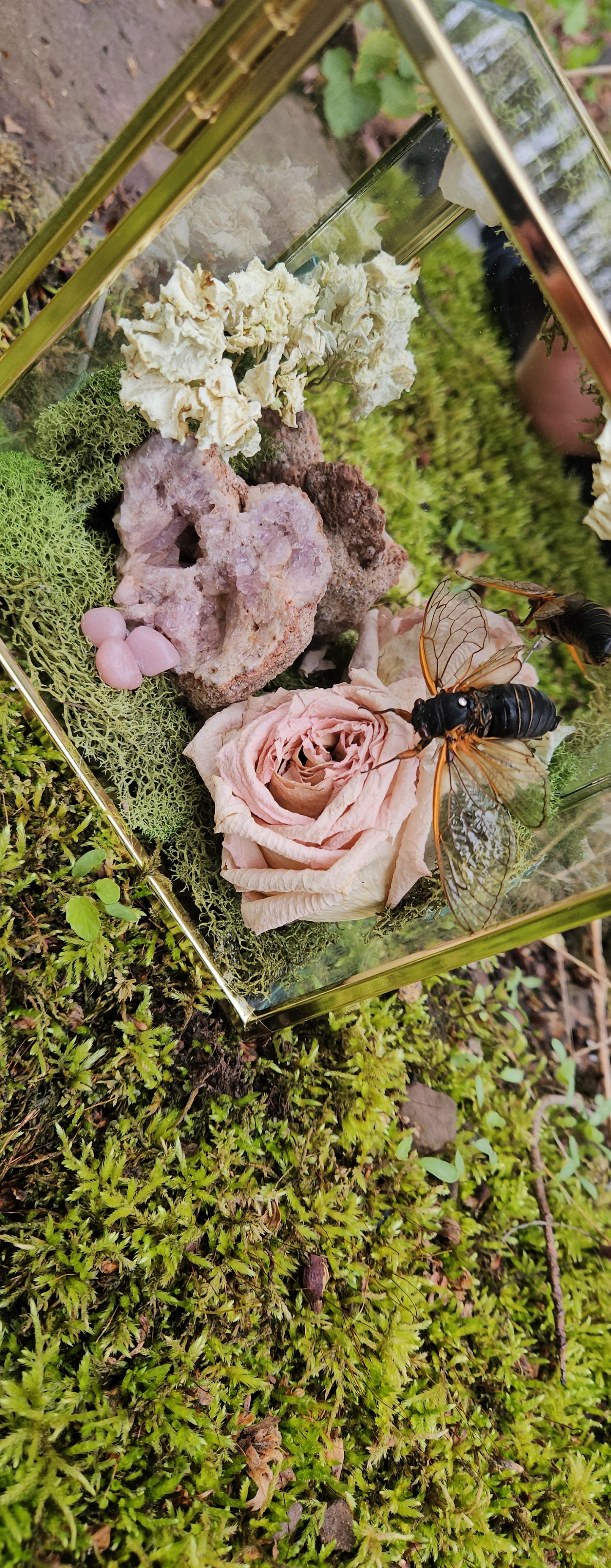 The Love of Nature (Cicada)