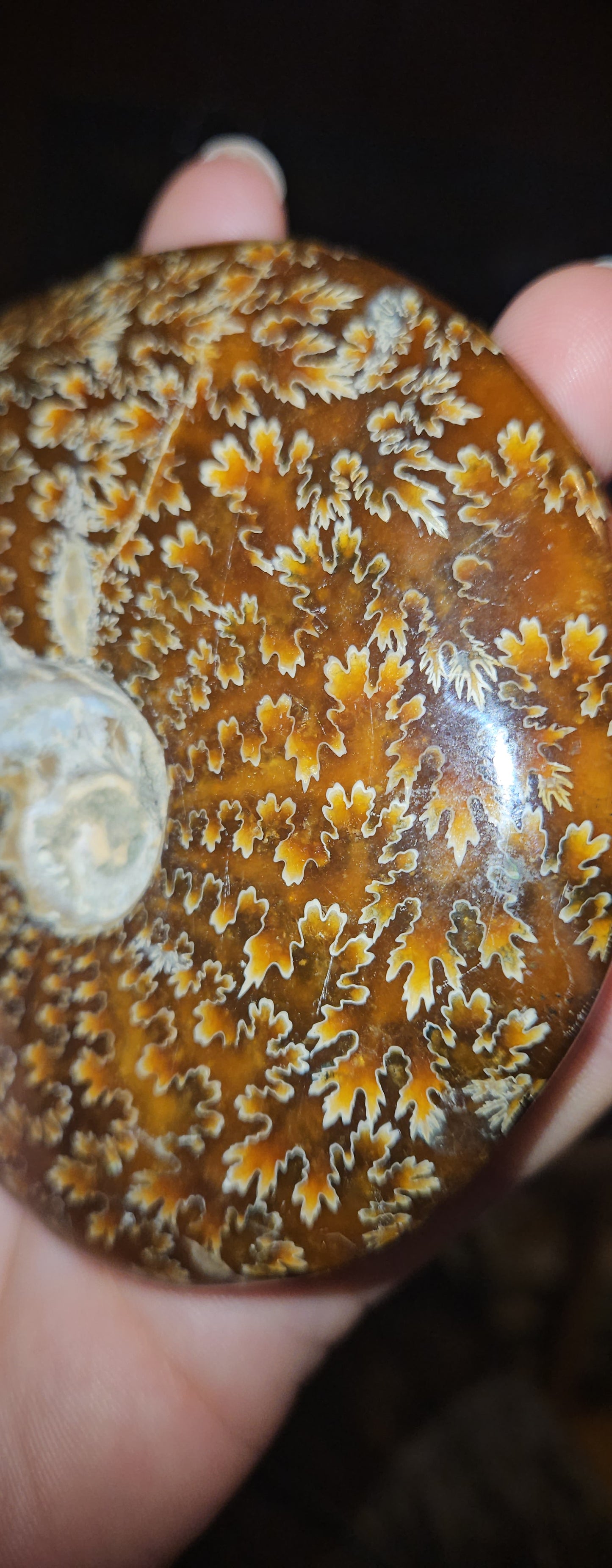 Ammonite Fossil