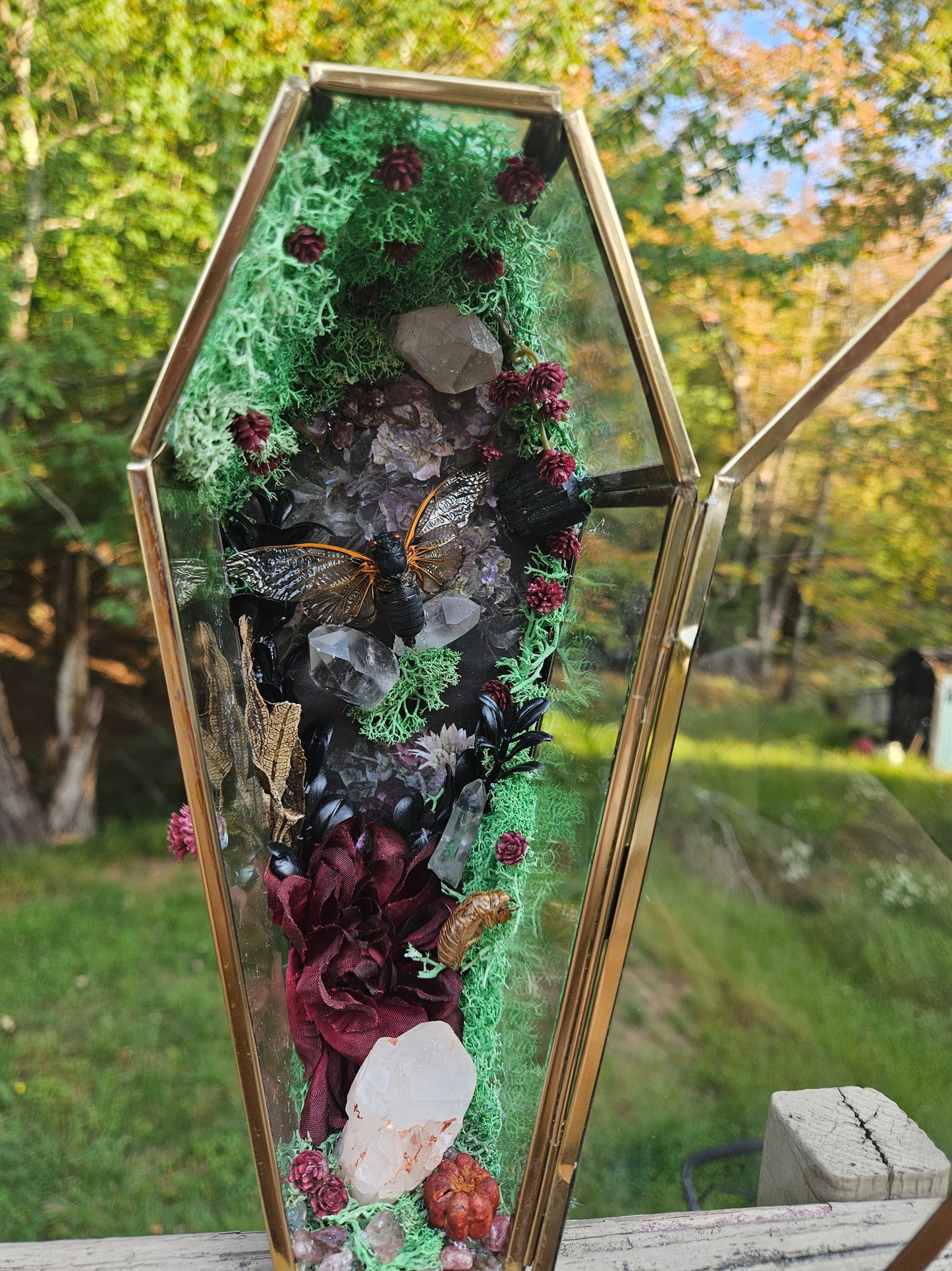 Cicada Coffin Terrarium